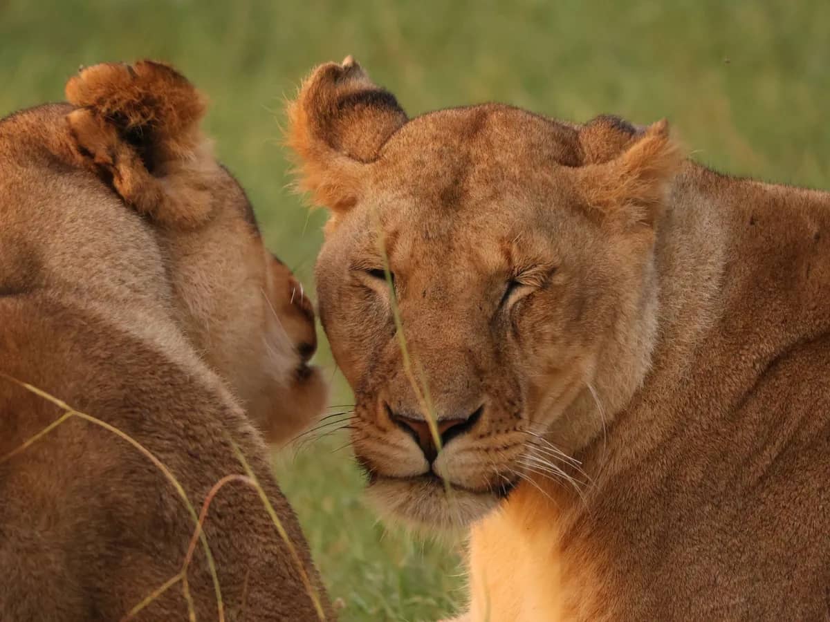 Lion lioness portrait