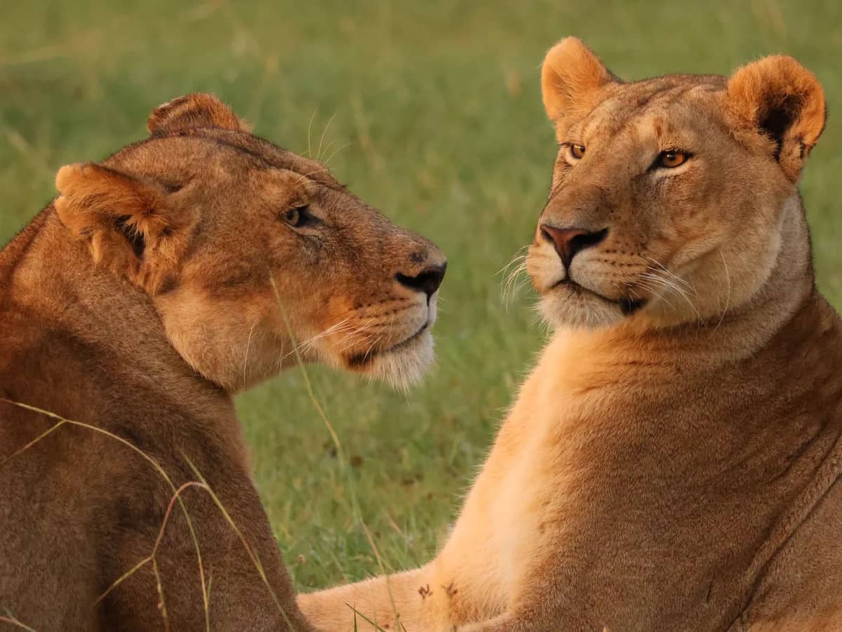 Lion lioness portrait
