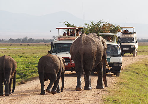 3 Days great Kenya Lodge Safari Amboseli | Budget Holiday Safaris